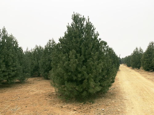 【北京2米白皮松種植技術(shù)】- 