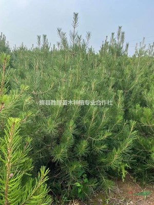 絳縣勝景苗木種植專業(yè)合作社