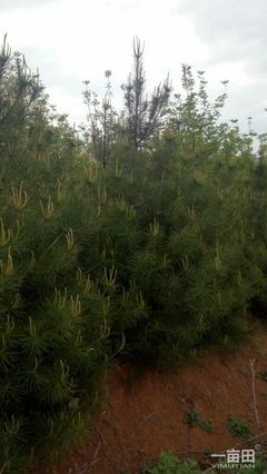 白皮松陜西西安市藍田縣_批發(fā)_供應-一畝田農(nóng)業(yè)網(wǎng)_專業(yè)的農(nóng)產(chǎn)品信息商務平臺