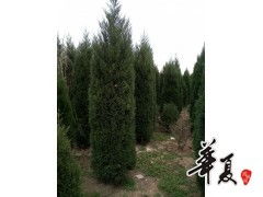 精品蜀檜大量供應(yīng),豫北白皮松 大葉女貞 香花槐苗圃 供應(yīng)產(chǎn)品 豫北白皮松 大葉女貞 香花槐苗圃