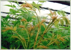 香椿樹(shù)苗基地 泰安超值的香椿苗哪有賣(mài)