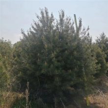 【高質(zhì)量白皮松 白皮松基地出售 青藤農(nóng)業(yè)圖片】高質(zhì)量白皮松 白皮松基地出售 青藤農(nóng)業(yè)