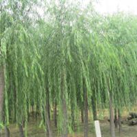 香花槐 五角楓 華山松 白蠟 國槐 黑松 垂柳 側(cè)柏 柳樹 垂柳 大葉女貞 小葉女貞 紅葉小檗 龍柏 紅葉李 紫葉李 櫻花 榆葉梅 白皮松 綠化苗木山東 泰安張健產(chǎn)品供應(yīng)第