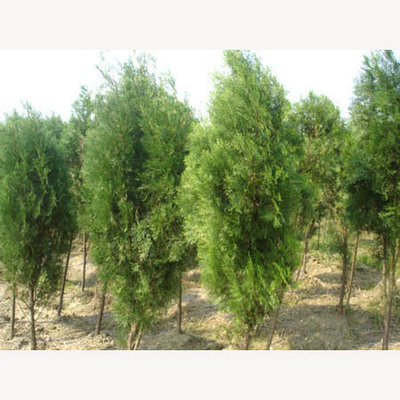 園林植物_偃師市邙嶺鄉(xiāng)林朋苗圃-