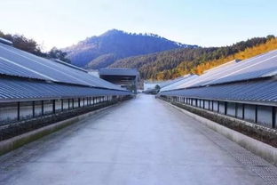 好消息 丁磊的 豬廠 落戶嵊州,建成后年出欄生豬達(dá)50萬頭