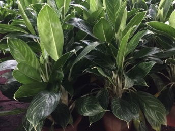 圖 坪地公司綠植租擺 坪地深惠花木場(chǎng) 深圳鮮花綠植