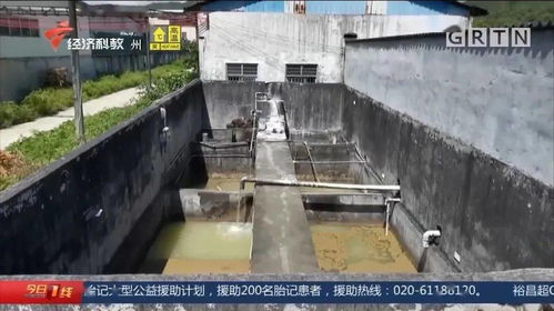 叔惡 饒平一食品廠被查實有污水泄漏,養(yǎng)殖戶損失百萬求助無下文