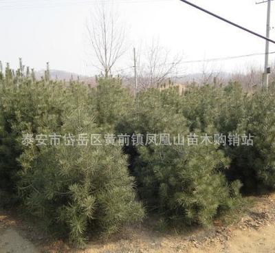 大量銷售優(yōu)質(zhì)白皮松 大苗白皮松 工程綠化用白皮松樹苗 量大優(yōu)