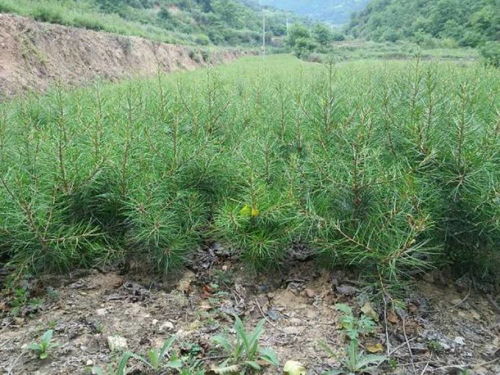 【焦作綠化類白皮松基地直銷】- 