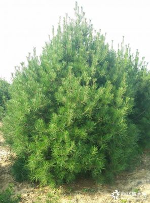 1米白皮松,1米白皮松小苗價(jià)格,1米占地白皮松