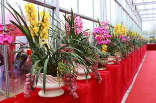 南寧市民賞花又有了新去處 組圖