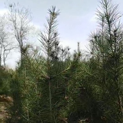 西安白皮松代辦