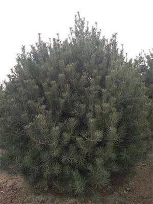 4米白皮松、4米白皮松價格