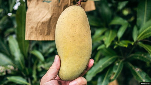 植物 水果 食品 芒果 人 梨 美食攝影圖片圖片壁紙 美食攝影圖片圖片壁紙