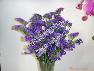 【昆明斗南花卉】批發(fā)供應(yīng)掛畫(花卉掛畫)_上海金山木質(zhì)工藝品公司_