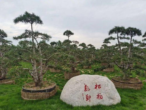 重量級(jí) 考察團(tuán)來藍(lán)田 共謀白皮松產(chǎn)業(yè)大發(fā)展
