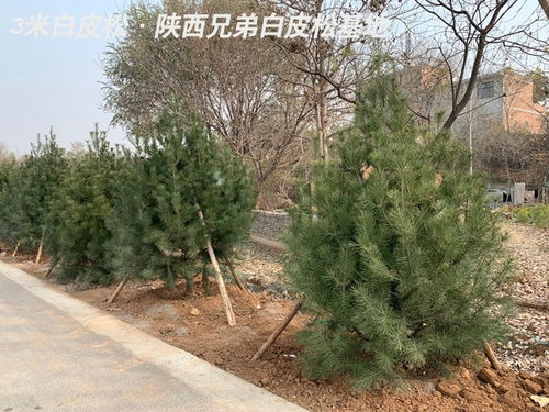 鵬程白皮松好不好 銅官山