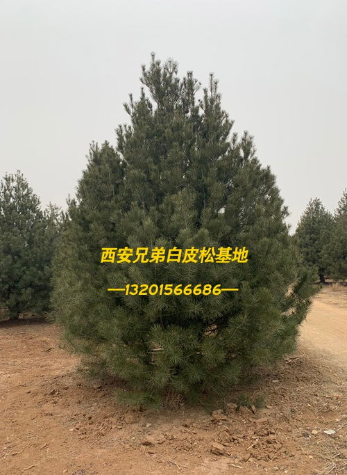 輞川求購白皮松 虞城