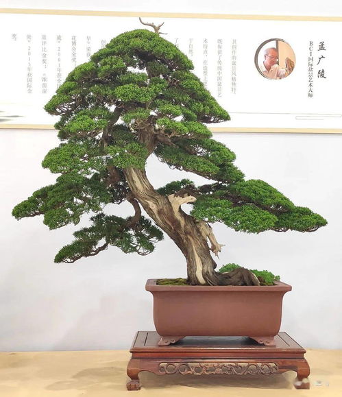 先睹為快 100張高清大圖帶你走進(jìn)2021全國精品盆景展現(xiàn)場(chǎng)