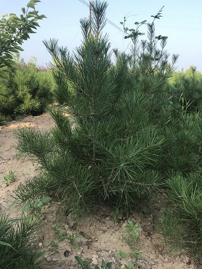 【西安占地1米5白皮松報(bào)價(jià) 包發(fā)芽 包成活 絳縣呈盛苗木】-