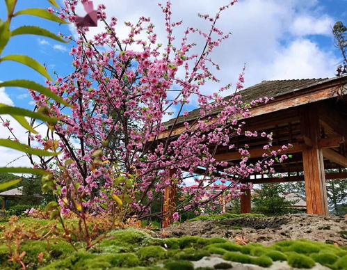 延邊有個(gè)村 家家有產(chǎn)業(yè)人人有活干