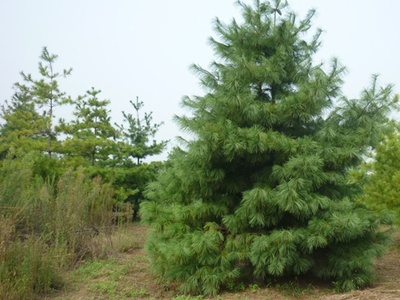 泰山白皮松基地雙十二大促銷!還等什么快來啊-泰安綠匯源苗木直銷基地提供泰山白皮松基地雙十二大促銷!還等什么快來啊的相關(guān)介紹、產(chǎn)品、服務(wù)、圖片、價格泰山白皮松、山東華山松、白皮松價格、泰山櫻花基地、西府紅葉李、矮化吉塞拉櫻桃苗、