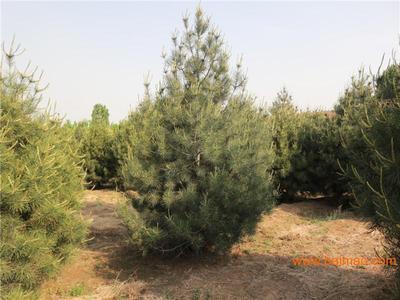 淄博白皮松/白皮松種植基地/白皮松苗木采購/山東白皮松價格批發(fā)–淄博白皮松/白皮松種植基地/白皮松苗木采購/山東白皮松價格廠家–淄博白皮松/白皮松種植基地/白皮松苗木采購/山東白皮松價格供應商