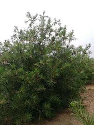 天津三米白皮松基地 基地直發(fā)