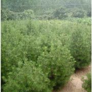 藍天綠地白皮松基地