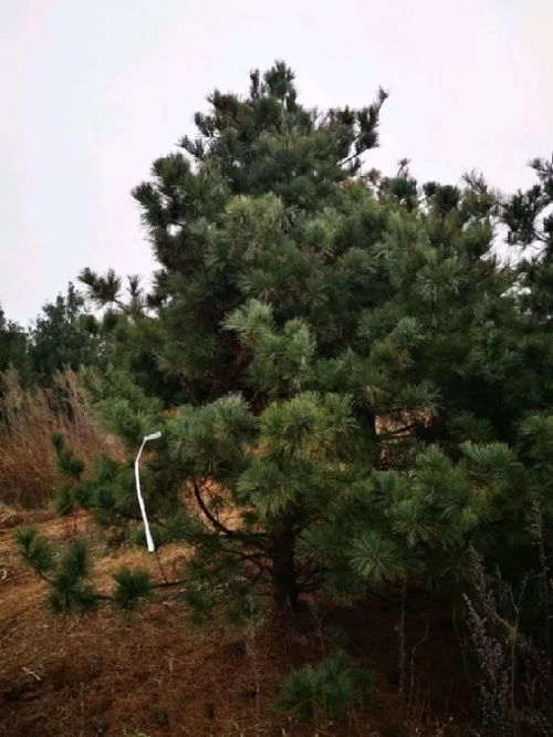 恭喜藍田綠林白皮松苗圃入駐苗木通 劉波 專注白皮松 華山松