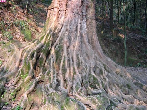 怎樣提高大規(guī)格白皮松 喬木 移栽成活率