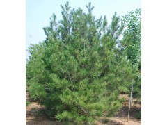 濰坊最大的白皮松種植基地//景華苗木供應(yīng)產(chǎn)品青州市景華苗木