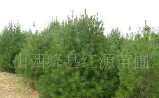 白皮松、側(cè)柏苗價(jià)格_白皮松、側(cè)柏苗廠(chǎng)家_世界工廠(chǎng)網(wǎng)產(chǎn)品信息庫(kù)