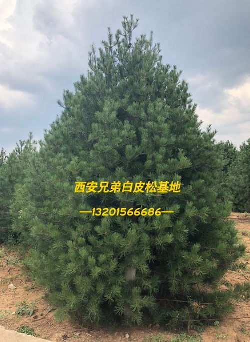 西安八方白皮松種植多錢(qián) 柳北