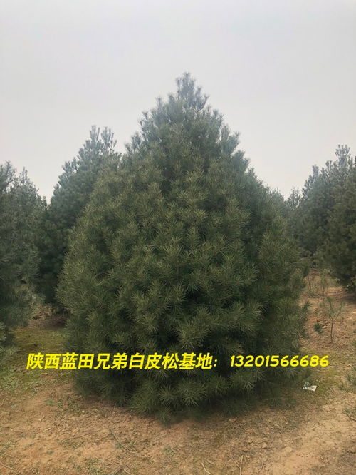 2020陜西白皮松銷售 臨江