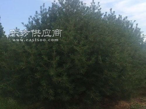 4.5米白皮松報價 4.5米白皮松 泰山區(qū)泰景苗木 查看
