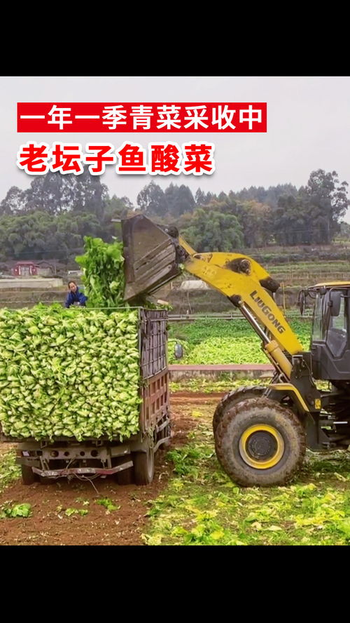 好的原料配上好的工藝才會有好產(chǎn)品 好味道