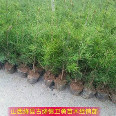 價(jià)格 廠家 中國(guó)供應(yīng)商