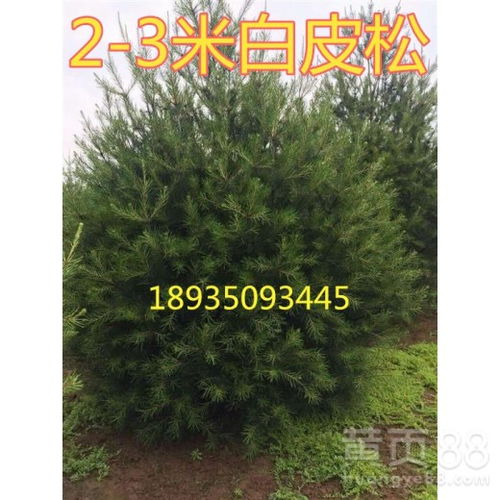 【白皮松市場(chǎng)價(jià)格2米白皮松+3米白皮松4米白皮松產(chǎn)地價(jià)格】- 