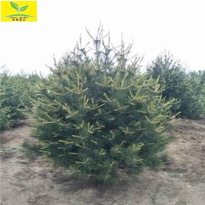 【春熙農(nóng)業(yè)出售2米3米白皮松 園林綠化植物 白皮松*價(jià)格圖片】春熙農(nóng)業(yè)出售2米3米白皮松 園林綠化植物 白皮松*價(jià)格