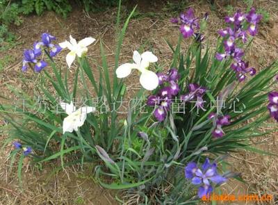 【雪山八仙花】?jī)r(jià)格、產(chǎn)品供應(yīng),雪山八仙花廠家批發(fā)列表2-1024商務(wù)網(wǎng)