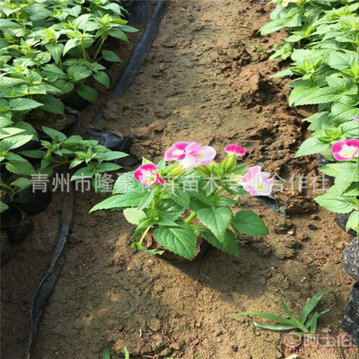 【廠家直銷綠化植物夏堇花卉苗批發(fā)吊盆花卉夏堇花草苗可盆栽】青州市隆聚花卉苗木專業(yè)合作社 - 產(chǎn)品庫(kù)